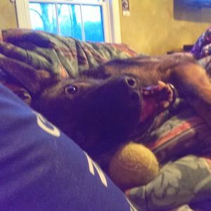 Meet your Posher, Dante